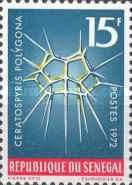 Radiolarian (Ceratospyris polygona)