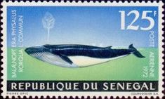 Fin Whale (Balaenoptera physalus)