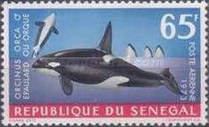 Killer Whale (Orcinus orca)