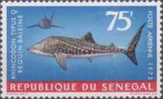 Whale Shark (Rhincodon typus)
