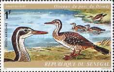African Finfoot (Podica senegalensis)