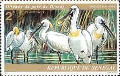 Eurasian Spoonbill (Platalea leucorodia)