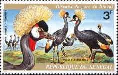 Grey Crowned Crane (Balearica regulorum)