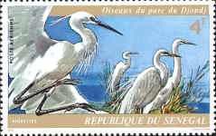 Great Egret (Ardea alba)