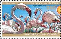 Greater Flamingo (Phoenicopterus roseus)