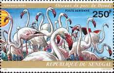Greater Flamingo (Phoenicopterus roseus)
