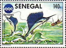 Linefishing of Sailfish (Istiophorus albicans)