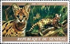 Serval (Leptailurus serval)