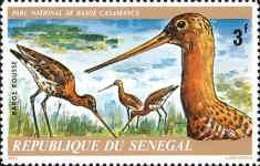 Godwit (Limosa lapponica)