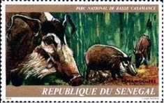 Red River Hog (Potamochoerus porcus)