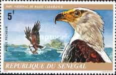 African Fish Eagle (Cuncuma vocifer)