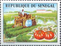 Tomato Industry