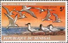 Royal Tern (Thalasseus maximus), Caspian Tern