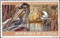 Pink-backed Pelican (Pelecanus rufescens)