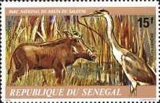 Warthog (Phacochoerus africanus), Grey Heron (Ardea cinerea)