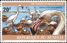 Greater Flamingo (Phoenicopterus roseus).