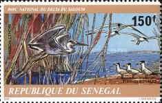 Grey Heron (Ardea cinerea), Royal Tern (Thalasseus maximus)