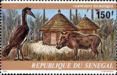 Abyssinian Ground Hornbill (Bucorvus abyssinicus), Warthog (