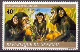 Chimpanzee (Pan troglodytes)