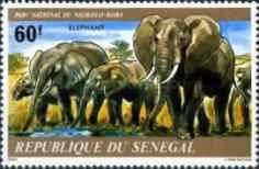 African Elephant (Loxodinta africana)