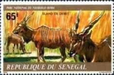 Giant Eland (Taurotragus derbianus)