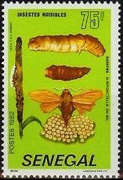 Millet Head Miner Moth (Raghuva albipunctella)