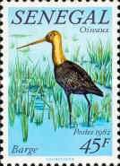 Black-tailed Godwit (Limosa limosa)
