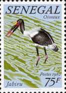 Saddle-billed Stork (Ephippiorhynchus senegalensis)