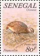 Double-spurred Francolin (Pternistis bicalcaratus)