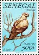 Tawny Eagle (Aquila rapax)