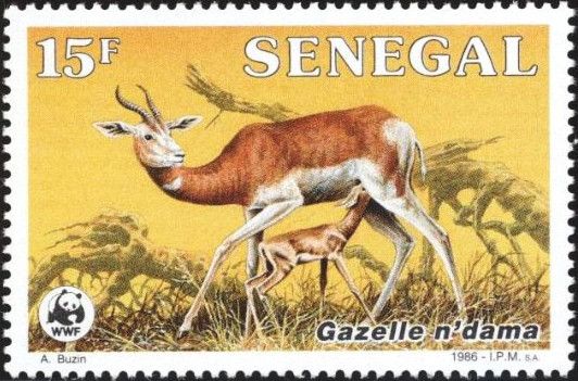 Dama Gazelle (Gazella dama)