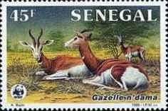 Dama Gazelle (Gazella dama)