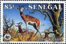 Dama Gazelle (Gazella dama)