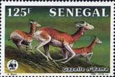Dama Gazelle (Gazella dama)