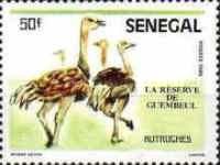 Ostrich (Struthio camelus)