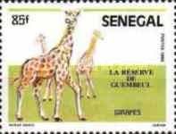 Giraffe (Giraffa camelopardalis)