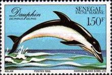 Common Dolphin (Delphinus delphis)