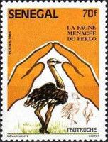 Ostrich (Struthio camelus)