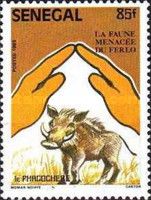 Common Warthog (Phacochoerus africanus)
