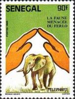 African Elephant (Loxodonta africana)