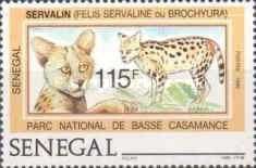 Serval (Leptailurus serval)