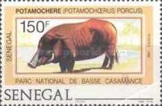 Bush Pig (Potamochoerus porcus)