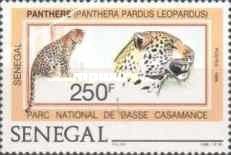 Leopard (Panthera pardus)