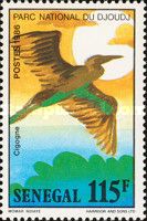 African Openbill (Anastomus lamelligerus)