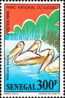 Pink-backed Pelican (Pelecanus rufescens)