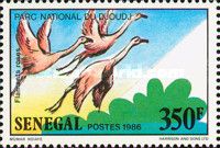 Greater Flamingo (Phoenicopterus roseus)
