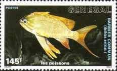 Swallowtail Seaperch (Anthias anthias)