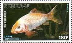 Common Carp (Cyprinus carpio)