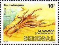 Kalmar (Loligo sp.)