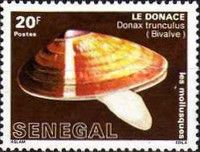 Abrupt Wedge Shell (Donax trunculus)